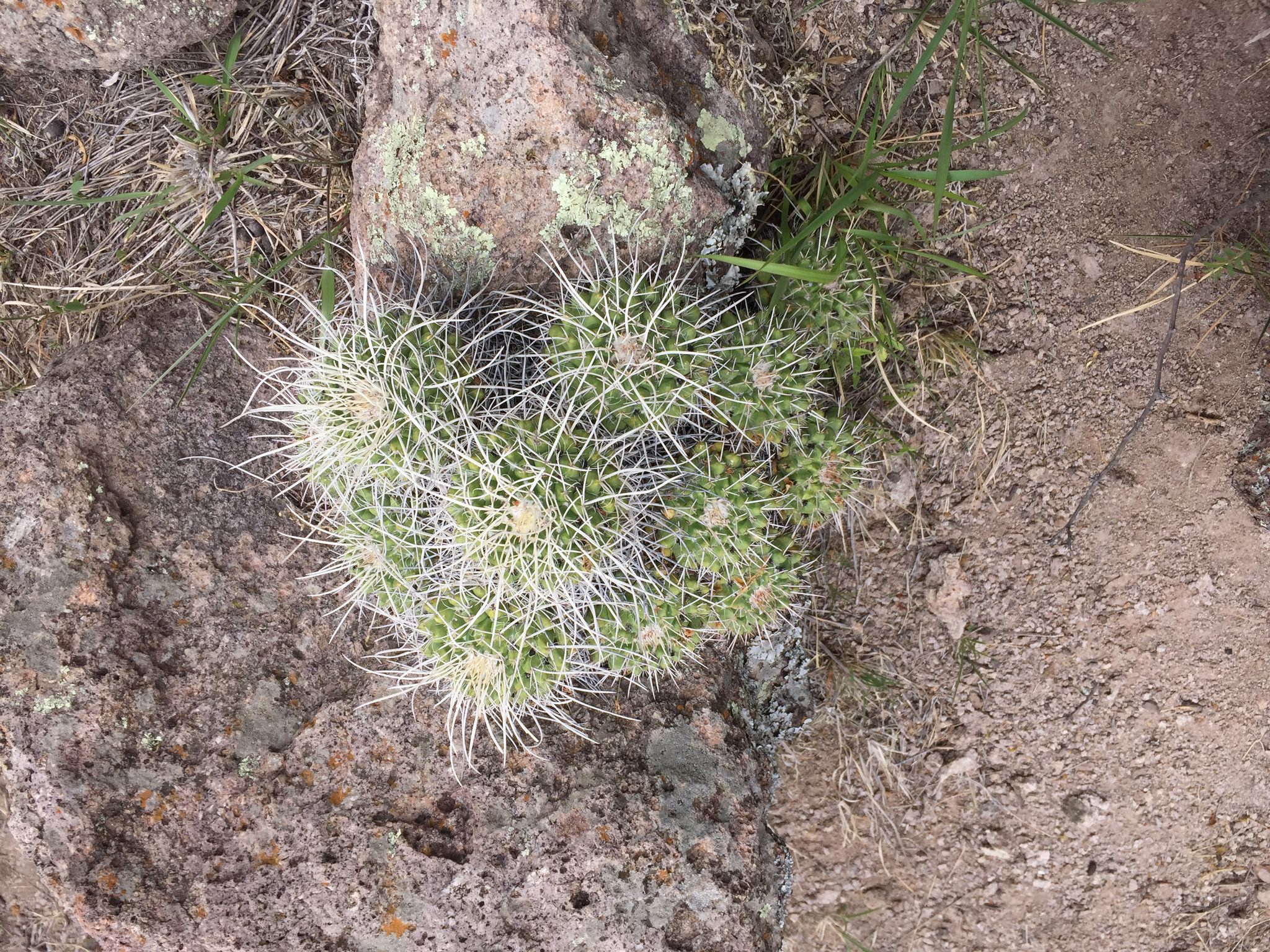 Mammillaria compressa